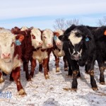 Curious Calves