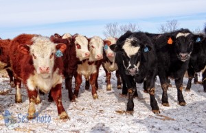 Curious Calves