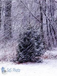 Streaking Snowflakes