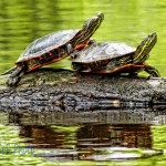 Two Turtle Loves