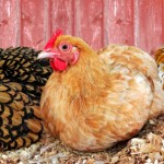 Three Laying Hens