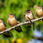 Four Noisy Birds