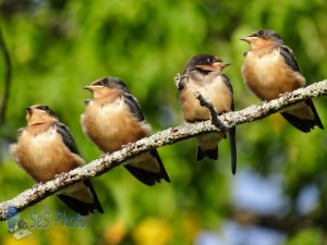 Four Noisy Birds