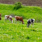 Eight Machines a-Milking