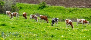 Eight Machines a-Milking