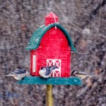 Snowy Bird Cafe