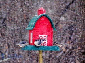 Snowy Bird Cafe