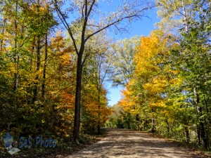 A Walk on an Autumn Road