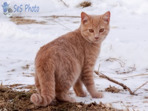 Frosty Kitten