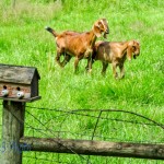 Playful Goats