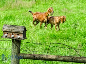 Playful Goats