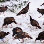 Twelve Turkeys Drumming