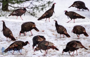 Twelve Turkeys Drumming