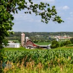 Summertime Cornfield