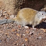 Rodent Saw Its Shadow