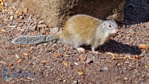 Rodent Saw Its Shadow