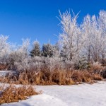 Winter Morning