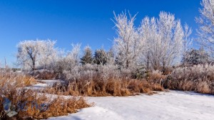 Winter Morning