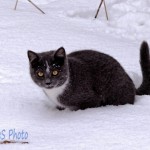 Snowy Kitten