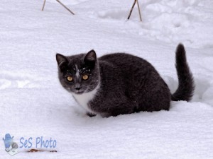 Snowy Kitten