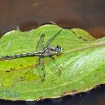 Brief Rest Stop for Dragonfly