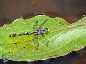 Brief Rest Stop for Dragonfly