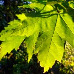 Summertime Maple Leaves