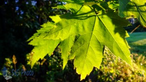 Summertime Maple Leaves