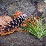 Fallen Pine Cone