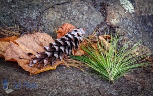 Fallen Pine Cone