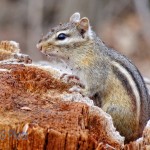 Chipmunk Sees No Snow