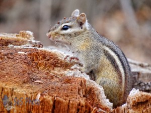 Chipmunk Sees No Snow