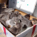 Box Full of Kittens