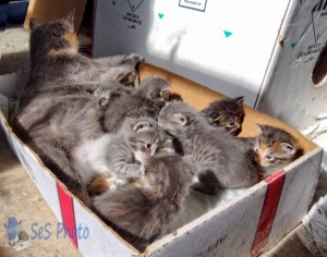 Box Full of Kittens