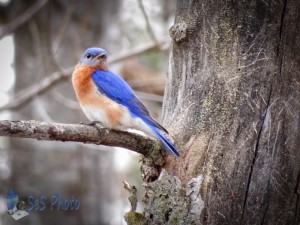 Return of the Bluebird