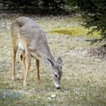 Deer Looking for Grass