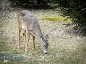 Deer Looking for Grass