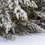 Heavy Laden with Snow