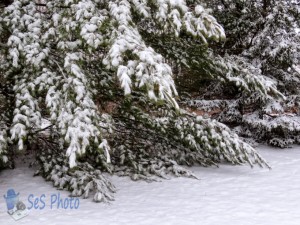 Heavy Laden with Snow