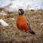 Robin Causing it to Snow