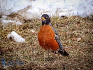 Robin Causing it to Snow