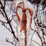 Ice Encased Leaf