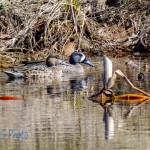 Pair of Blue-winged Teal Ducks