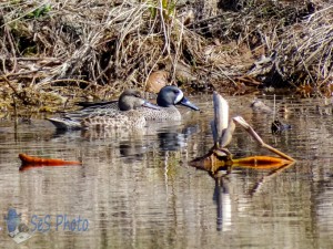 Pair of Blue-winged Teal Ducks