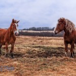 Disgusted Horses