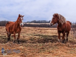 Disgusted Horses