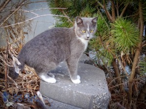 Delayed Chipmunk Hunt