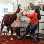 Hereford Heifer at Auction