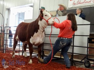 Hereford Heifer at Auction