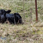 New Spring Calf